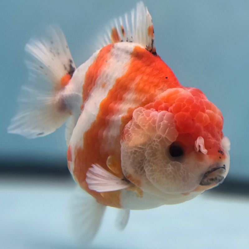 Thai Jumbo Sakura Yuanbao Oranda 4.50 inch Body (CRP-JO1048)SHOWTANK