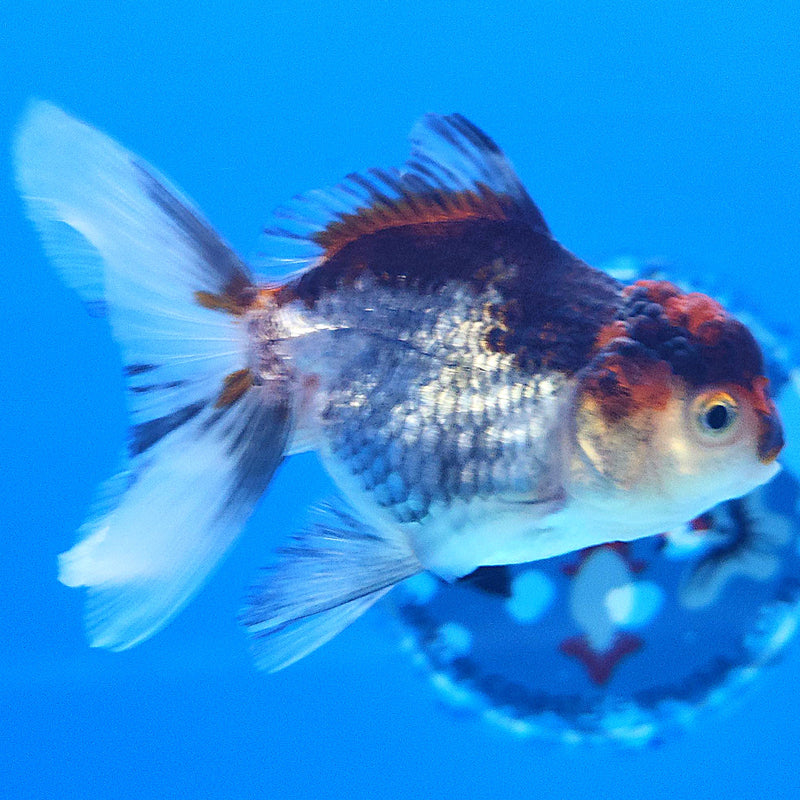 Thai Oranda Silver Panda 2.5” Female (FEB-364)R3B20