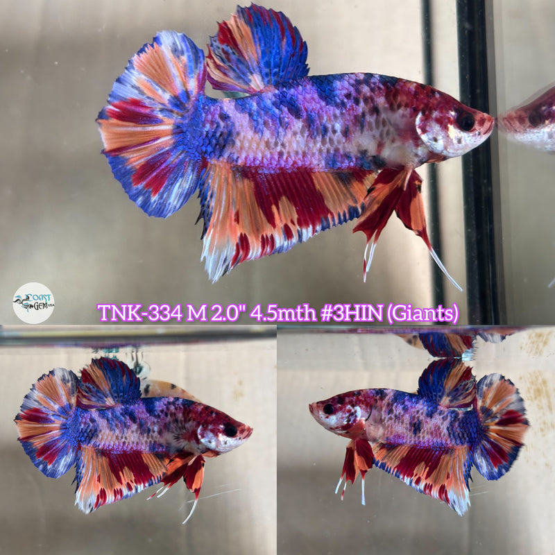 Live Male Betta Candy Giants Plakad (TNK-334) High quality what you see what you get!!