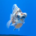Thai Calico Demekin 3.00" Body Female (FEB-733)BLUETUBA