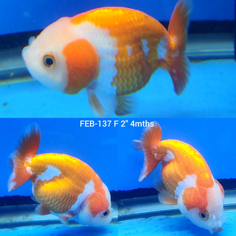 Red & White Ranchu 2” Body Female (FEB-137)R3B03