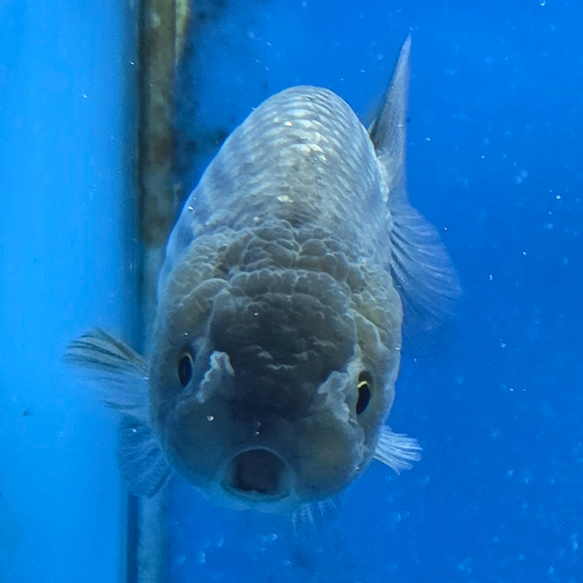 Thai Ranchu Silver 2.50" Body Female (FEB-869)R2B02