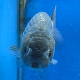 Thai Ranchu Silver 2.50" Body Female (FEB-869)R2B02