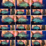 HIGH GRADE PEARLY SUPER RED TEXAS FRY 1.00-2.00 inch LIMITED QUANTITY AVAILABLE