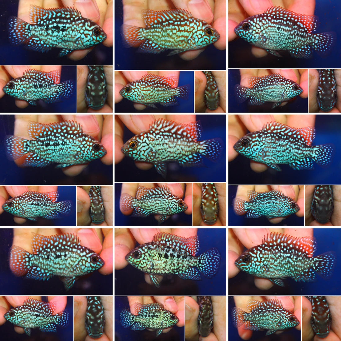 HIGH GRADE PEARLY SUPER RED TEXAS FRY 1.00-2.00 inch LIMITED QUANTITY AVAILABLE