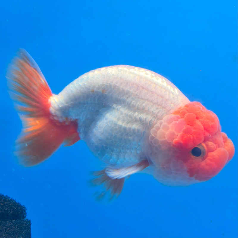 Thai Red & White Ranchu 4” Body Female(FEB-405) BLUETUBD