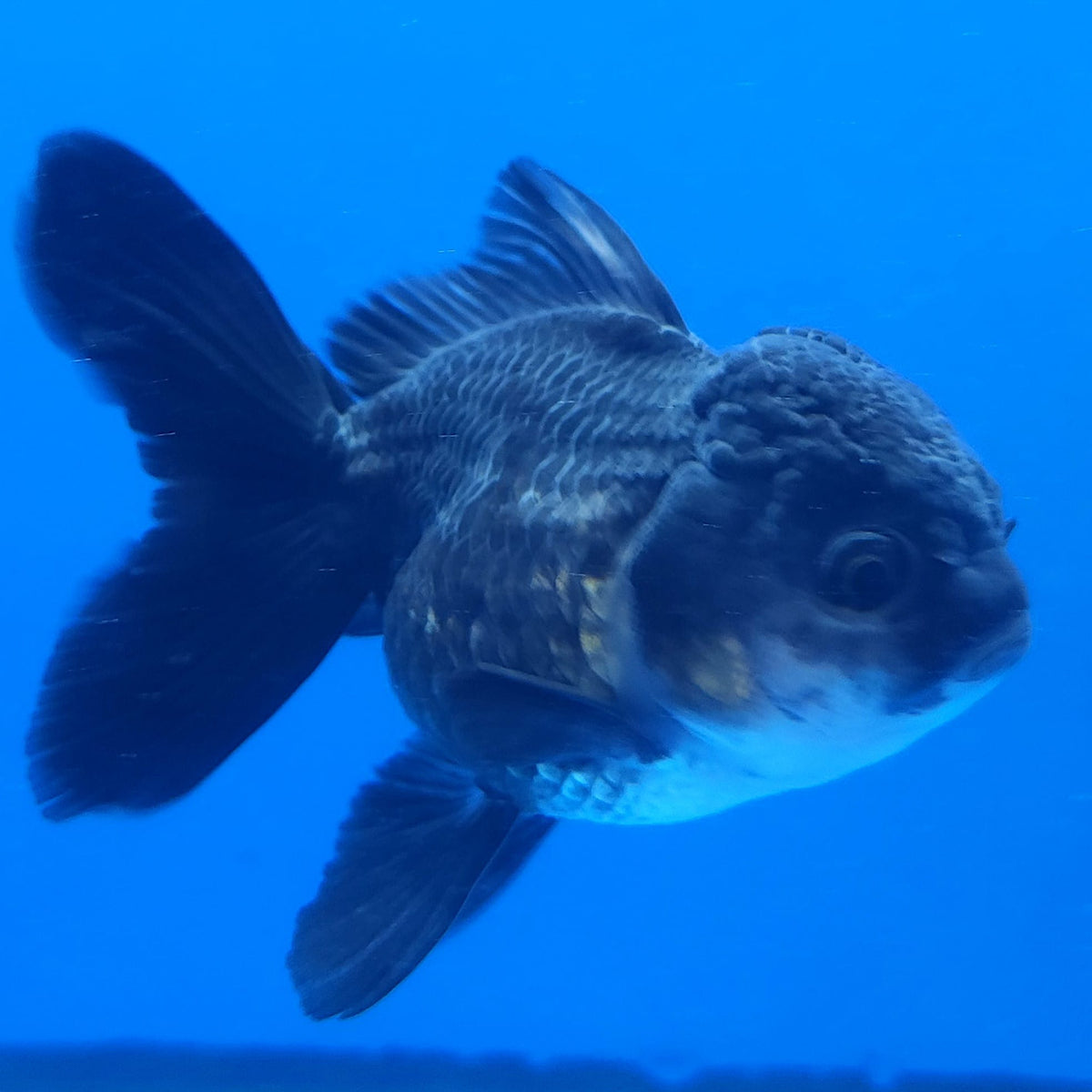 Thai Oranda Black 3.00 inch Body Female(FEB-834)R2B12
