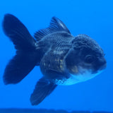 Thai Oranda Black 3.00 inch Body Female(FEB-834)R2B12