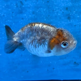 Thai Ranchu Calico Tiger 2.00" Body (FEB-879)R2B06