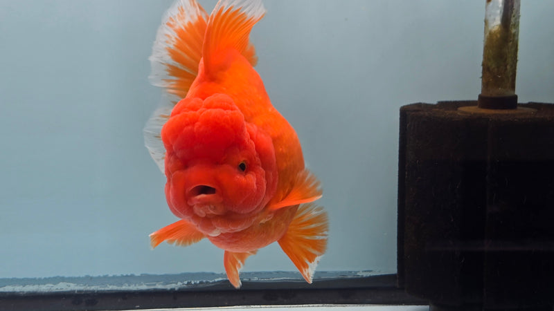 Thai Premium Super Jumbo Red/White 5.50 inch Body Oranda Female (CRP-JO1019)