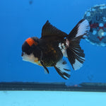 Thai Oranda Red Cap Panda Color 3 in Body Male (FEB-534)R3A03