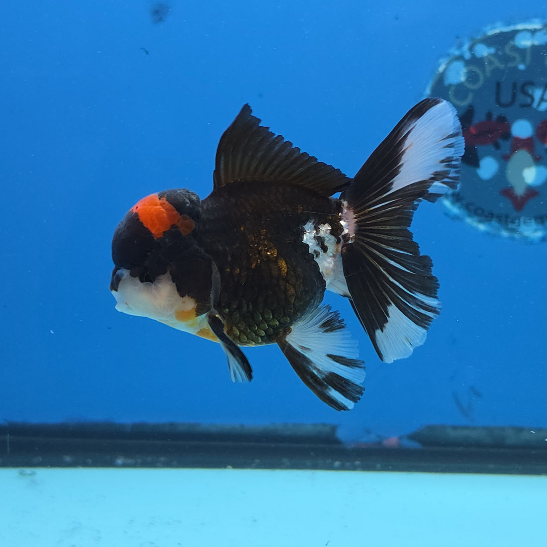 Thai Oranda Red Cap Panda Color 3 in Body Male (FEB-534)R3A03