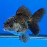 Thai Oranda Panda 3.25” Female(FEB-892)R2B11