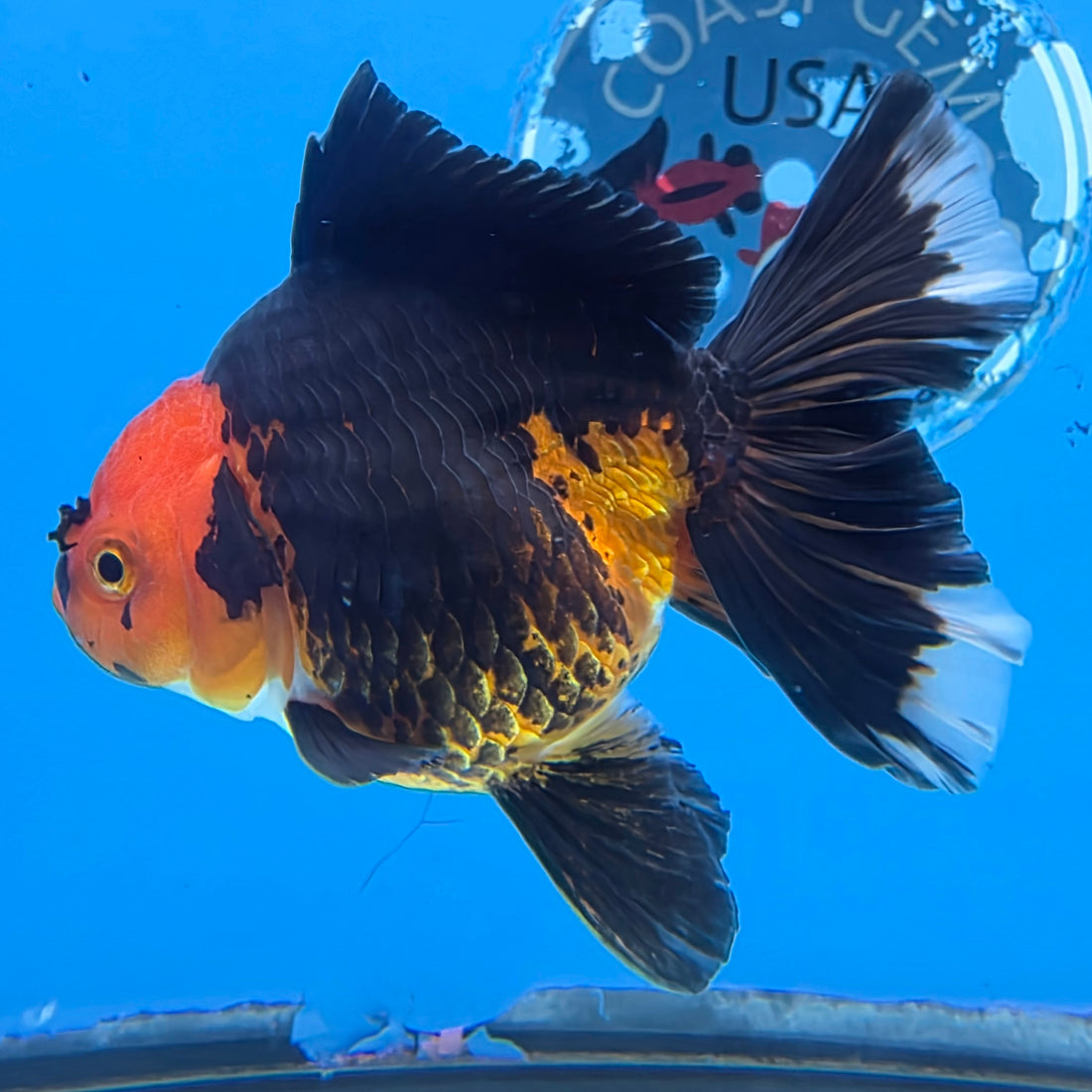 Thai Oranda Jumbo Breed Apache 3.5" Body Female (FEB-607)