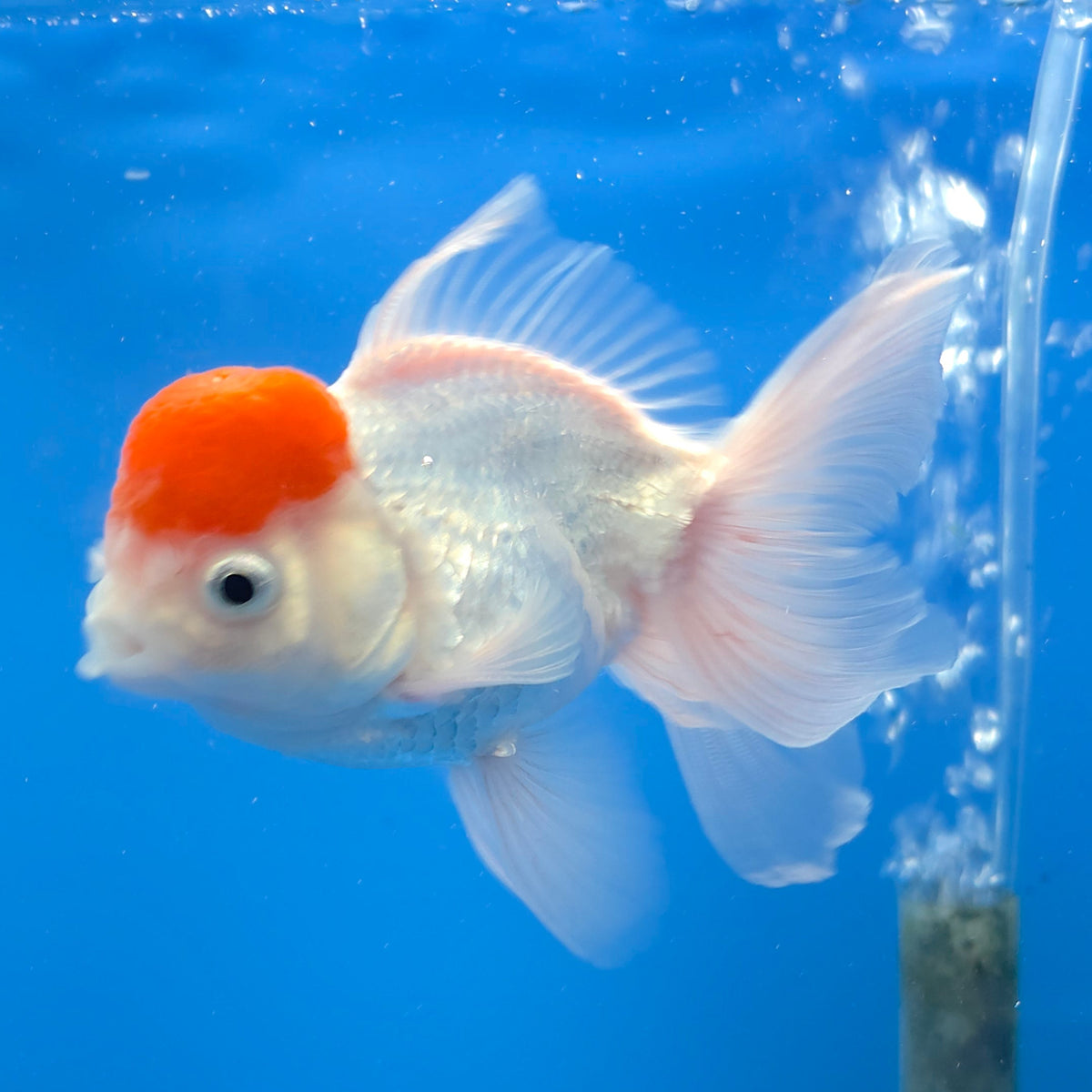 Thai Oranda White Red Cap 3.0" Body Female (FEB-766)R2B607