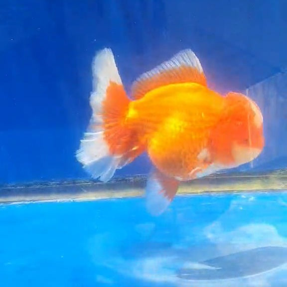 Thai Jumbo Red/White Orchid Tail Oranda 4.50” Body (CRP-JO1148)
