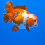 Thai Oranda Yuanbao Red abd White 4.50" Body Female (FEB-736)R2A09