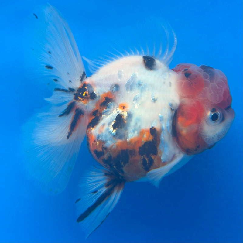 Thai Oranda Tiger Tri Color  in female 3.5 in (FEB-457)BLUETUBA