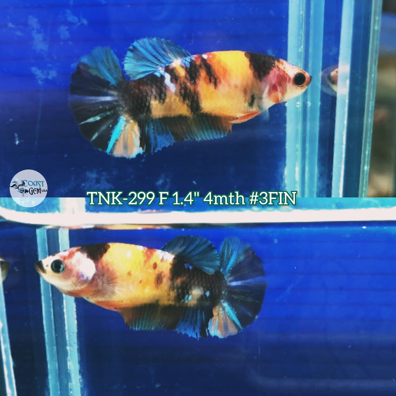 Live Female Betta Black Koi Plakad (TNK-299) High quality what you see what you get!!