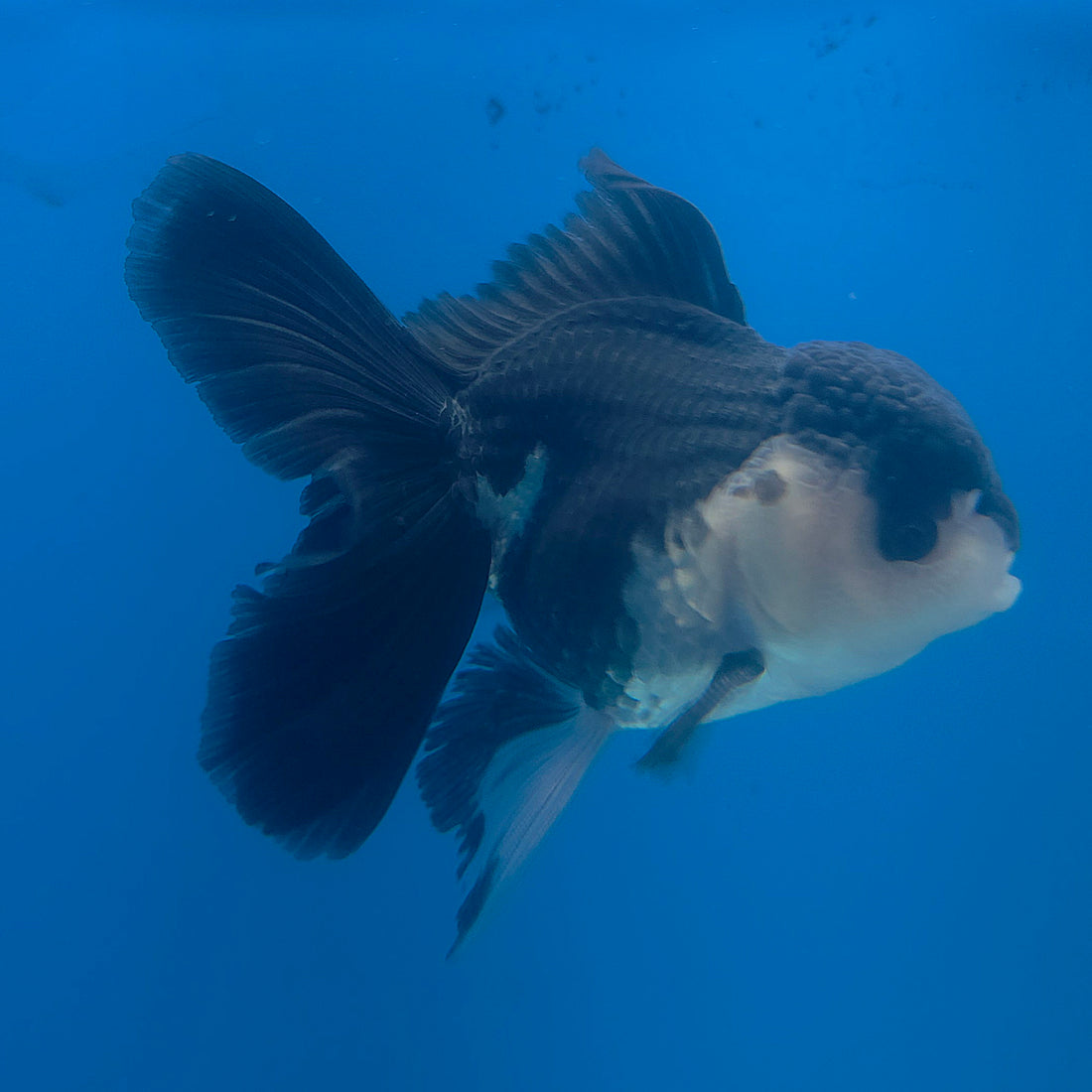 Thai Oranda Panda 3.5” Male(FEB-713)R1A07
