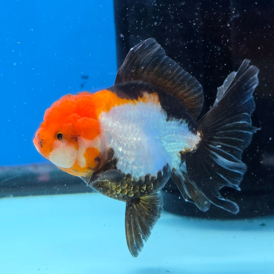 Thai Oranda Tri Color 3in Female (FEB-515)R3A08