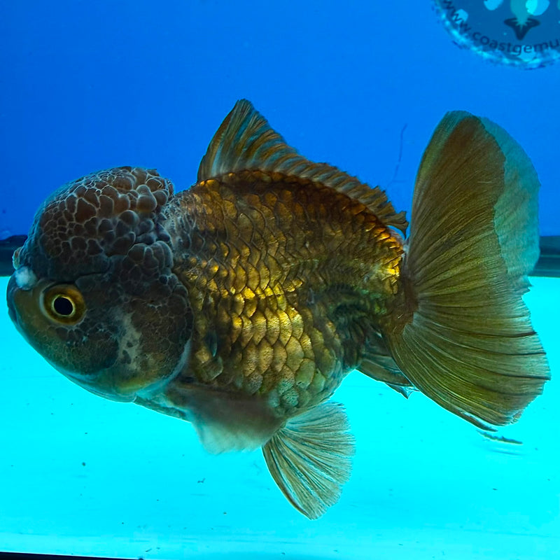 Thai Oranda Copper 3.5" Female(FEB-427)R2B01