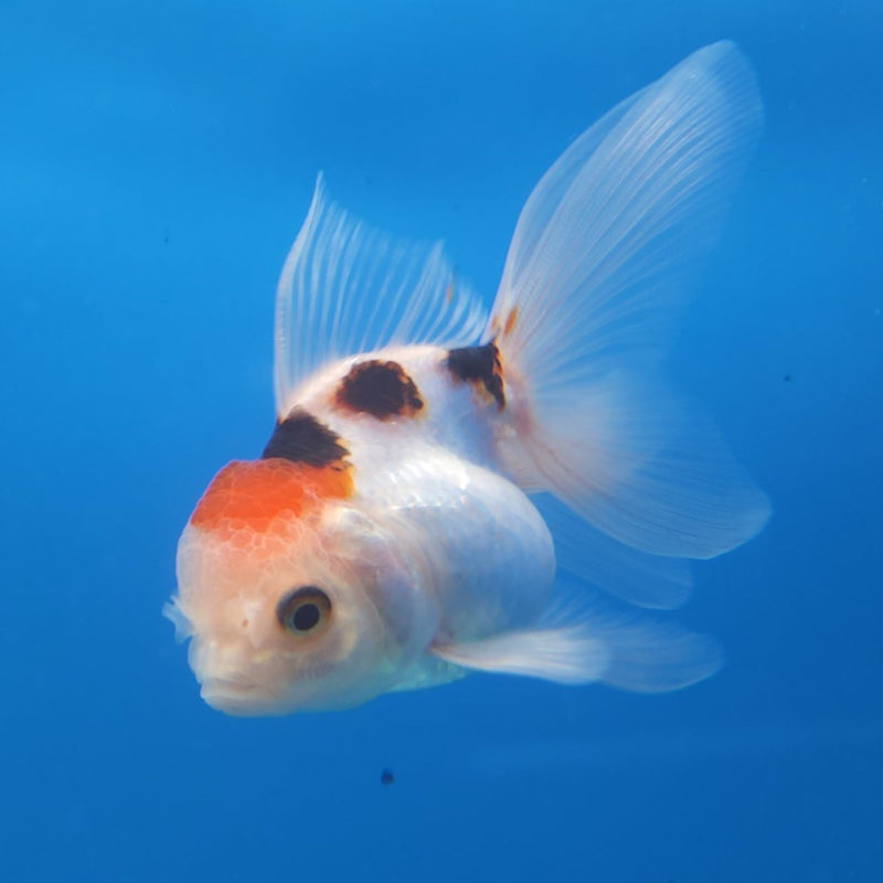 Thai Oranda Tri-Color 2.5” Female (FEB-264)R3B18