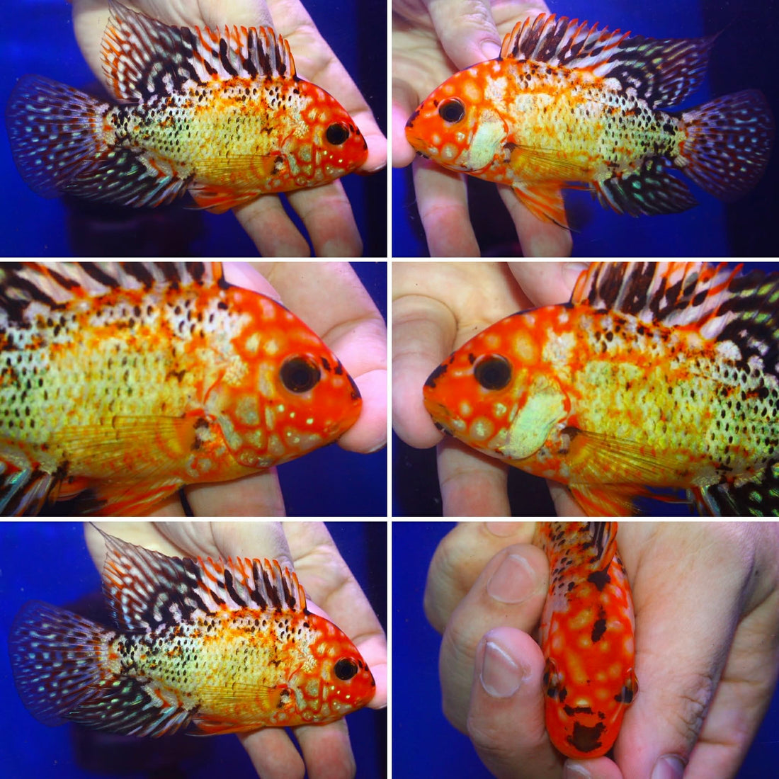 SUPER RED TEXAS FADED MALE or FEMALE 3.00 inch