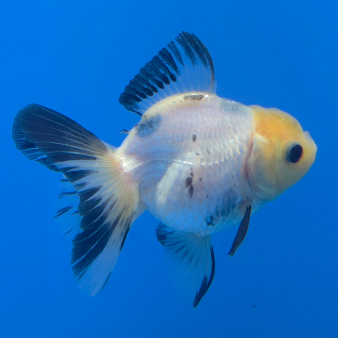 Thai Oranda Lemon Head Panda Jumbo Breed 2.8" Body Female 8mths(FEB-543)