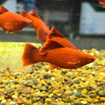 Live Tropical Fish Albino Red Vienna High Fin Cauliflower Swordtail (Xiphophorus hellerii)