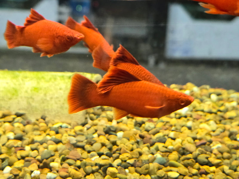 Live Tropical Fish Albino Red Vienna High Fin Cauliflower Swordtail (Xiphophorus hellerii)