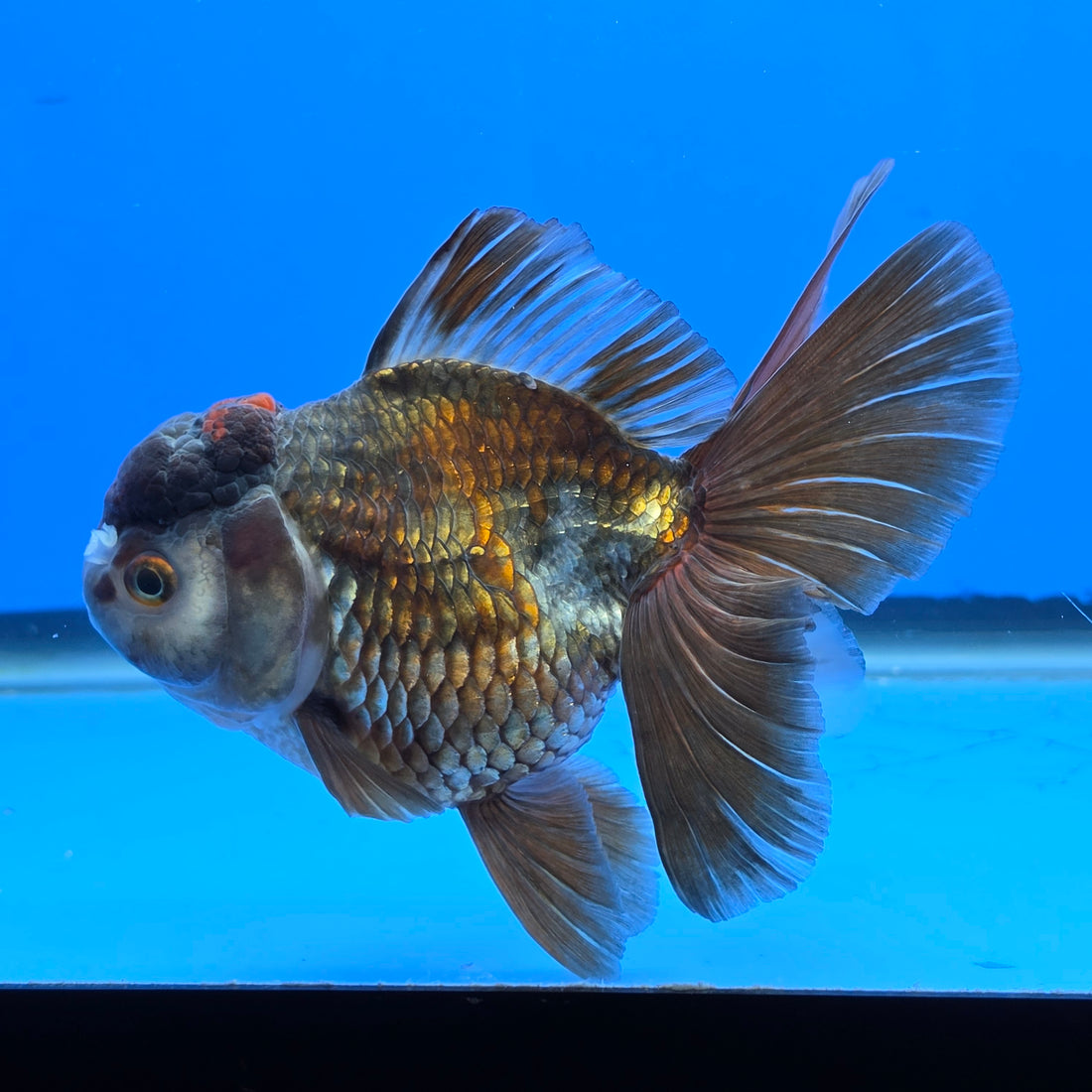 Thai Oranda Bronze 4.00" Body Female (FEB-738)R2A09