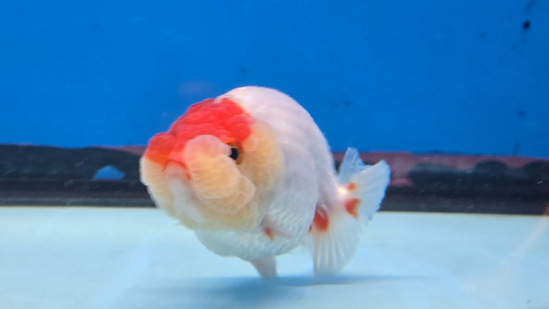 Thai Red/White Lionchu Ranchu 2.75 inch Body Male (NNN-2084)R4C07