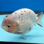Thai White Granite Ranchu 4” Body Female(FEB-391) SHOWTANKB