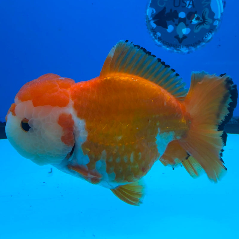 Thai Oranda JUMBO Red & White Orchid Tail  5in Female (FEB-434)R2A08
