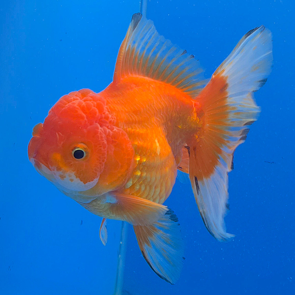 Thai Oranda Red Apache  3.80" Body Female (FEB-803)R1B04