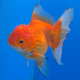 Thai Oranda Red Apache  3.80" Body Female (FEB-803)R1B04