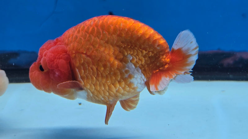 Thai Red/White Lionchu Ranchu 2.75 inch Body Male (NNN-2085)R4C08