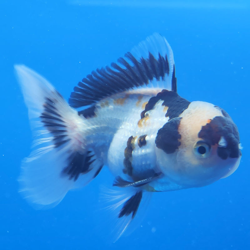 Thai Oranda Tri-Color 2.5in Male (FEB-197)R3B07
