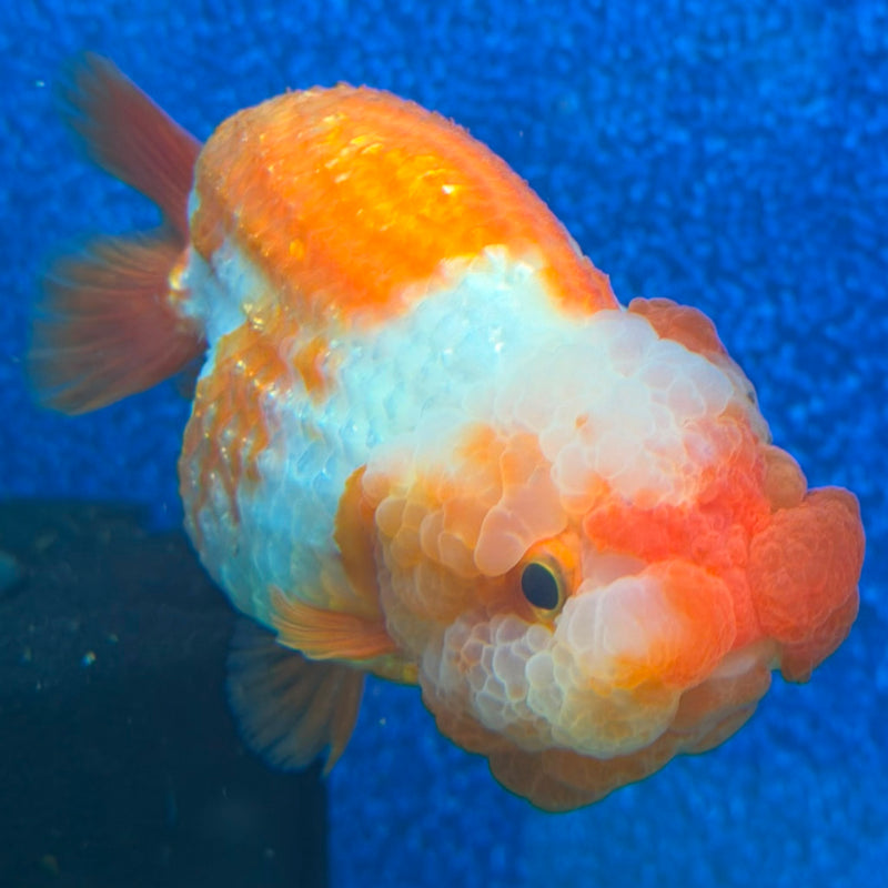 Thai Ranchu Red & White 3.5in Female (FEB-467)BLUETUBA