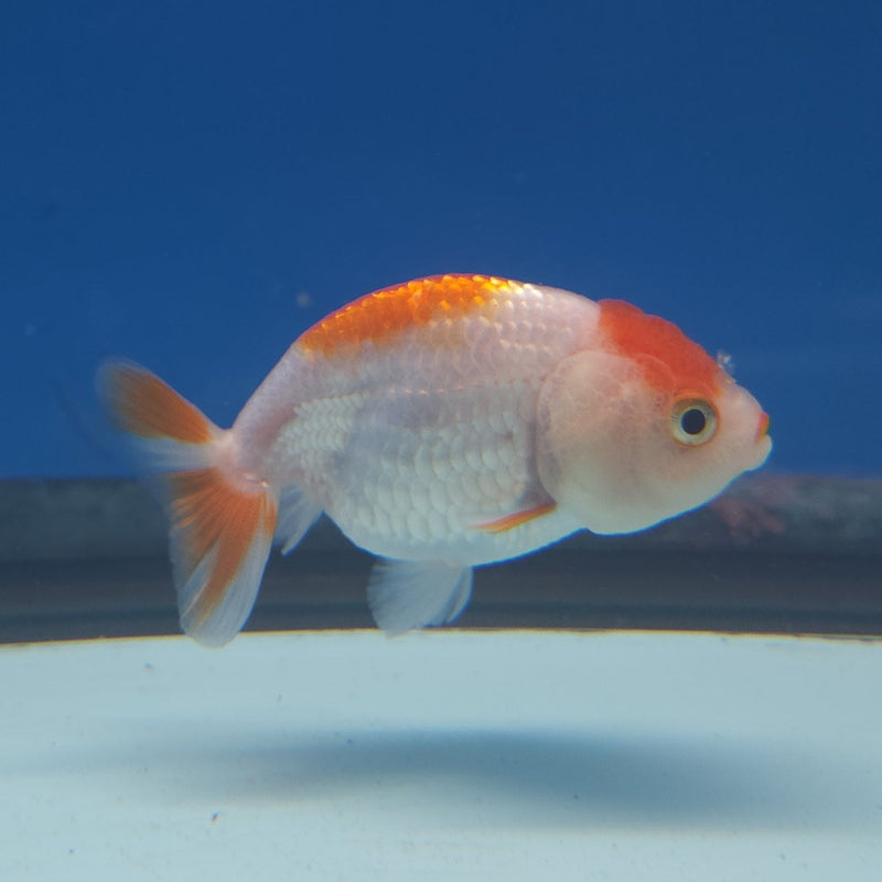 Chinese Ranchu Red & White 2in Female (FEB-331)R3B16