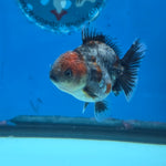 Thai Oranda Red Cap Blue Kirin Shogun Farm 2.5" Body Female 6mths(FEB-584)R3B02