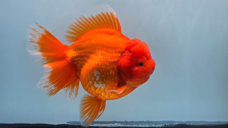 Thai Premium Super Jumbo Red/White 5.50 inch Body Oranda Female (CRP-JO1019)