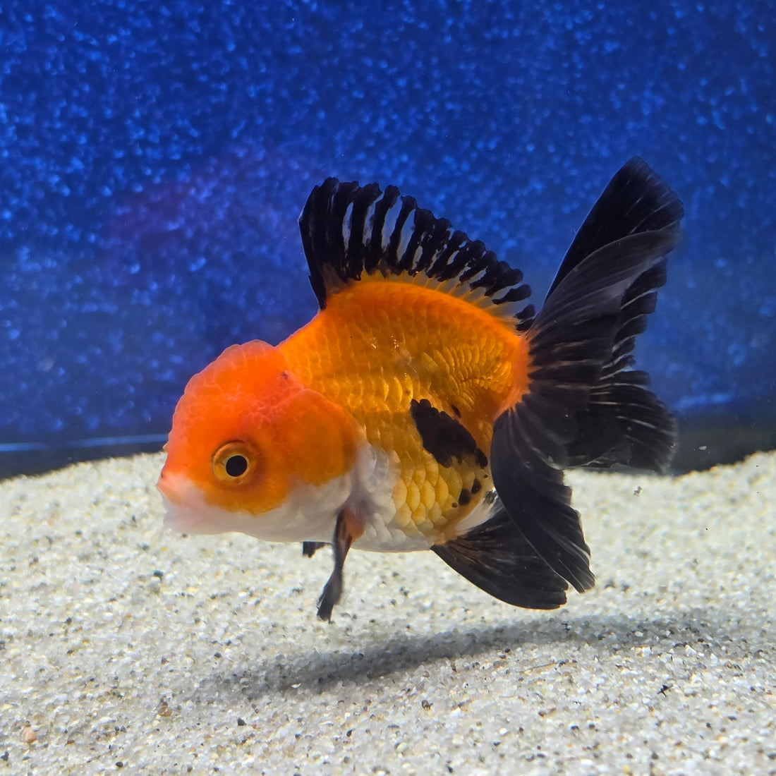 Thai Oranda Apache 2.5” male(FEB-653)R3B21