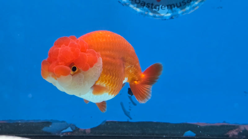 Thai Red/White Lionchu Ranchu 3.00 inch Body Male (NNN-2088)R4C08