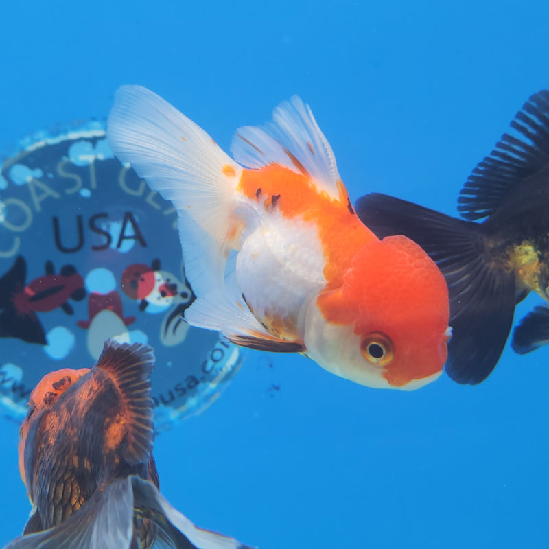 Thai Oranda Red & White  2.5 F (FEB-179)R3A07