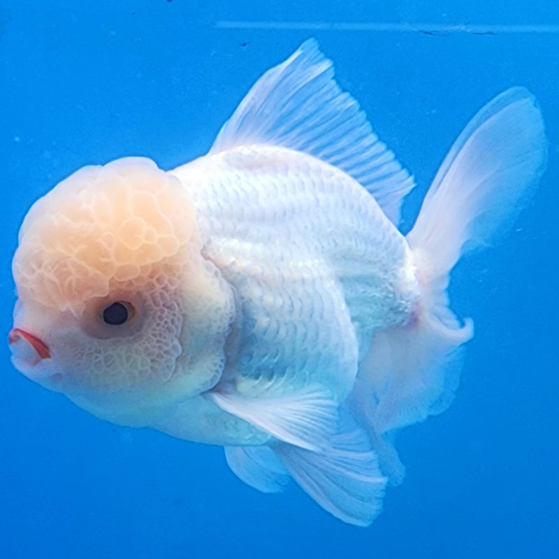 Thai Oranda Full White 3.5” Body Male(CK-1435)BLUETUB2