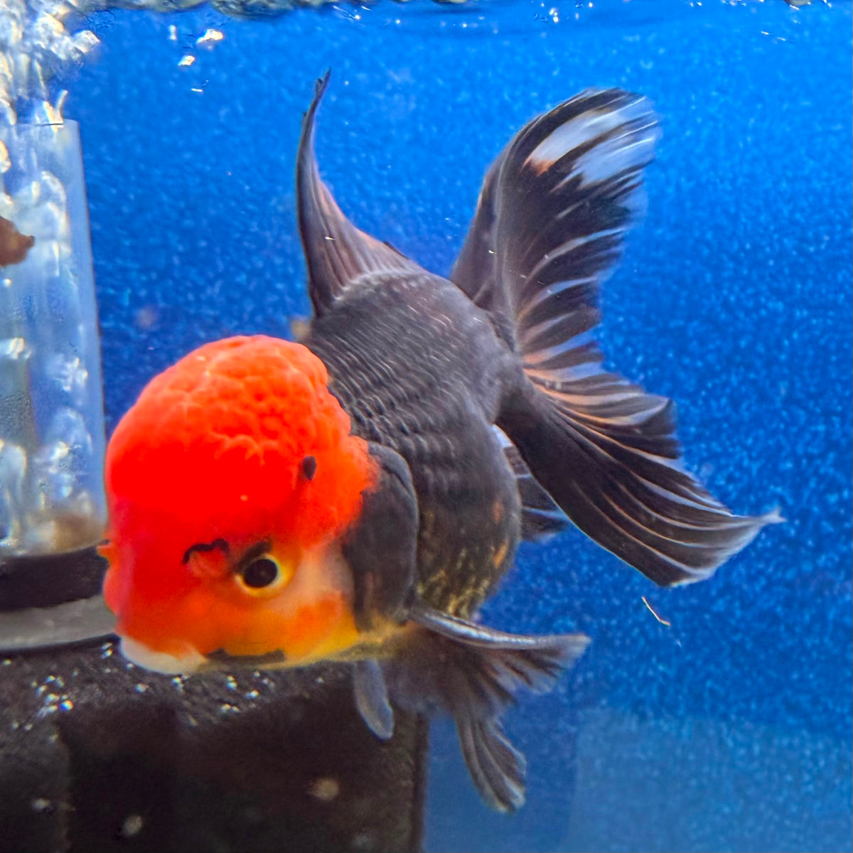 Thai Oranda Apache 3in Female (FEB-497)R2B07