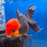 Thai Oranda Apache 3in Female (FEB-497)R2B07
