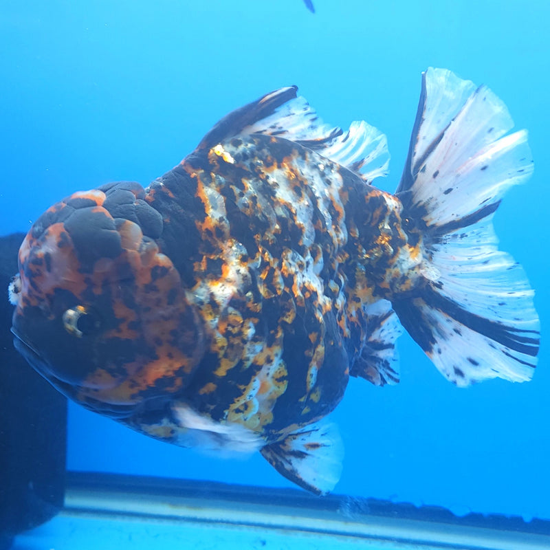Thai Jumbo Black Tiger Orchid Tail Oranda by NK THAILAND 5.00 inch Body (NKT-FEB-377)